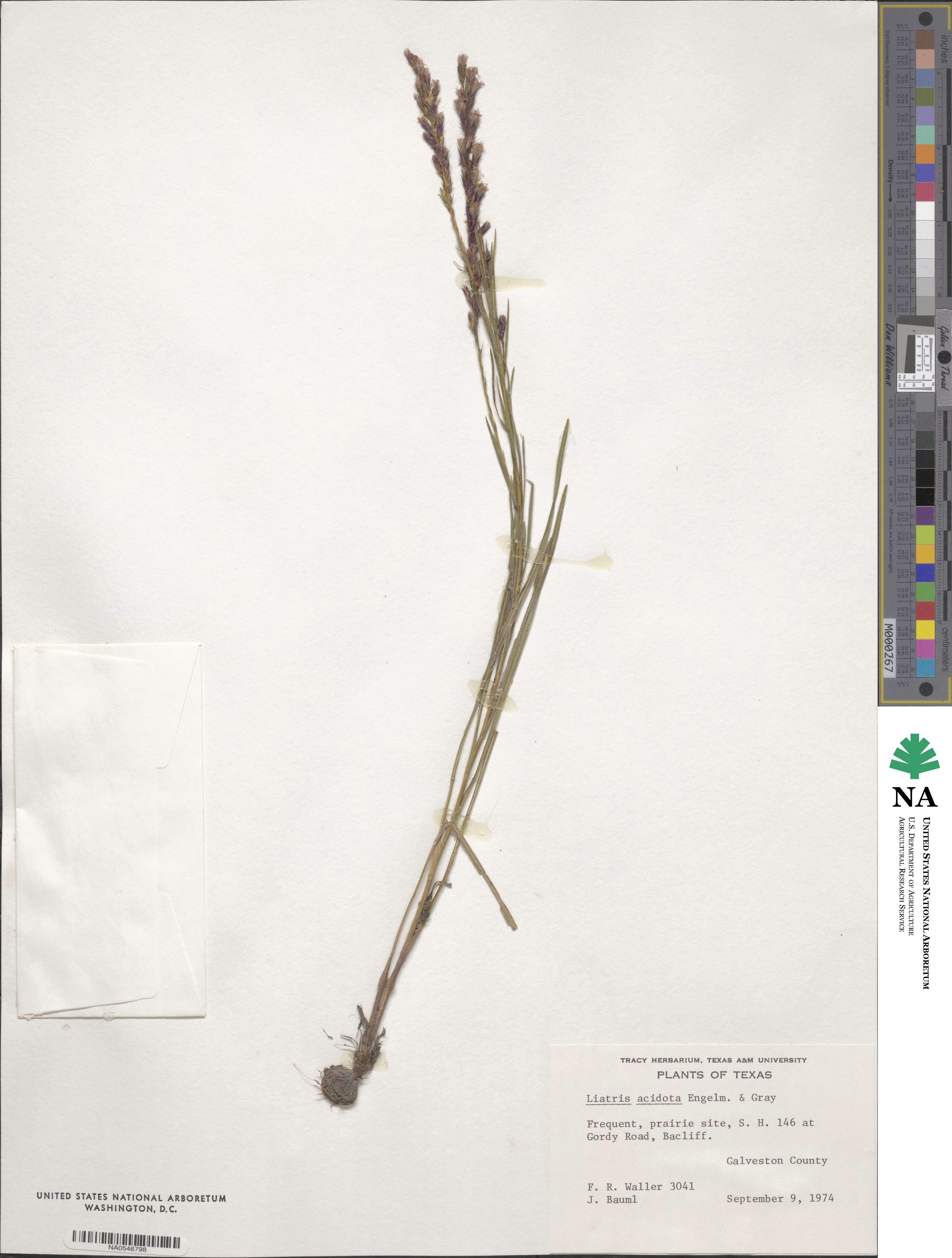 Liatris acidota image