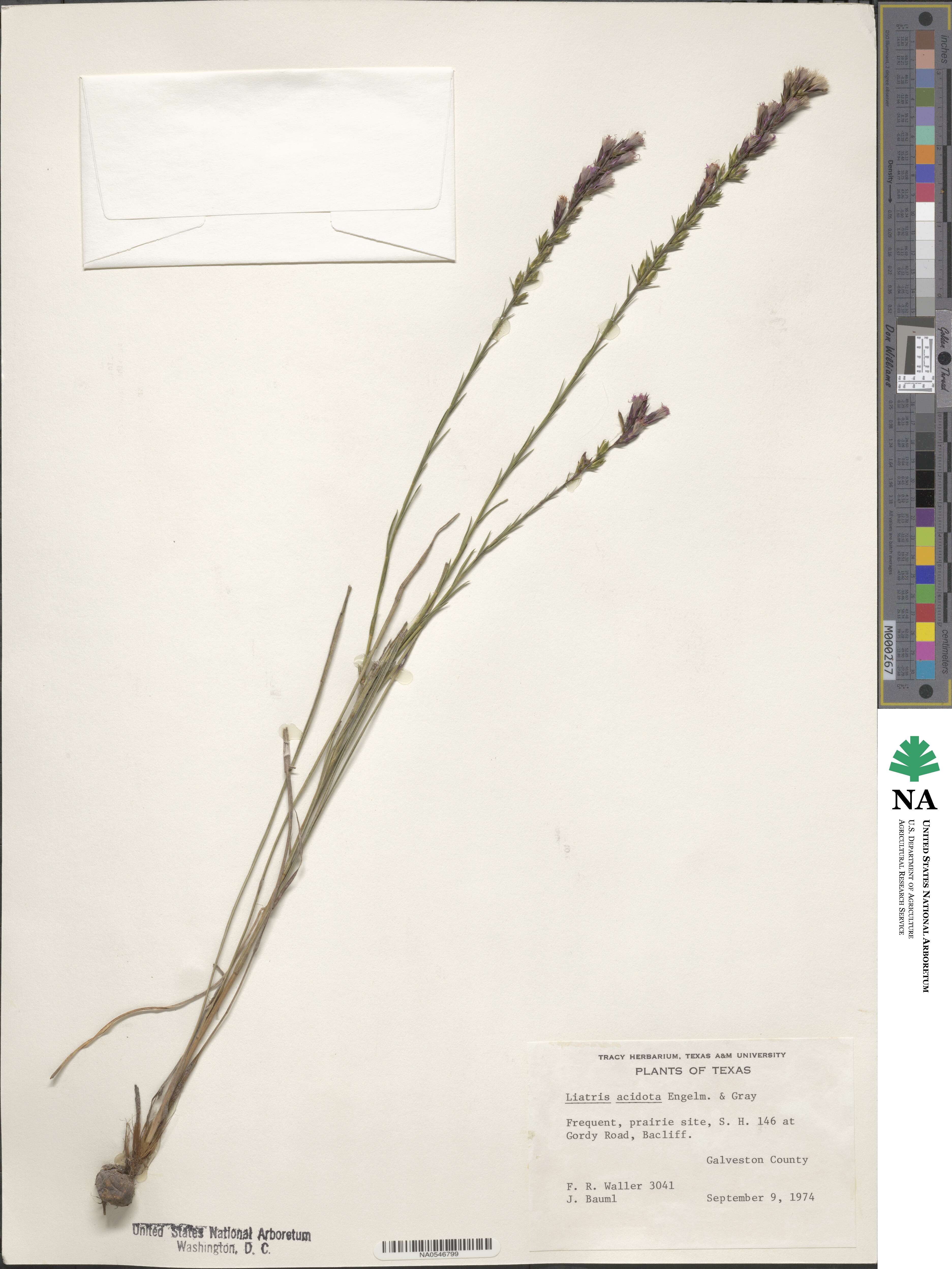 Liatris acidota image