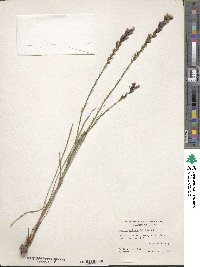 Liatris acidota image