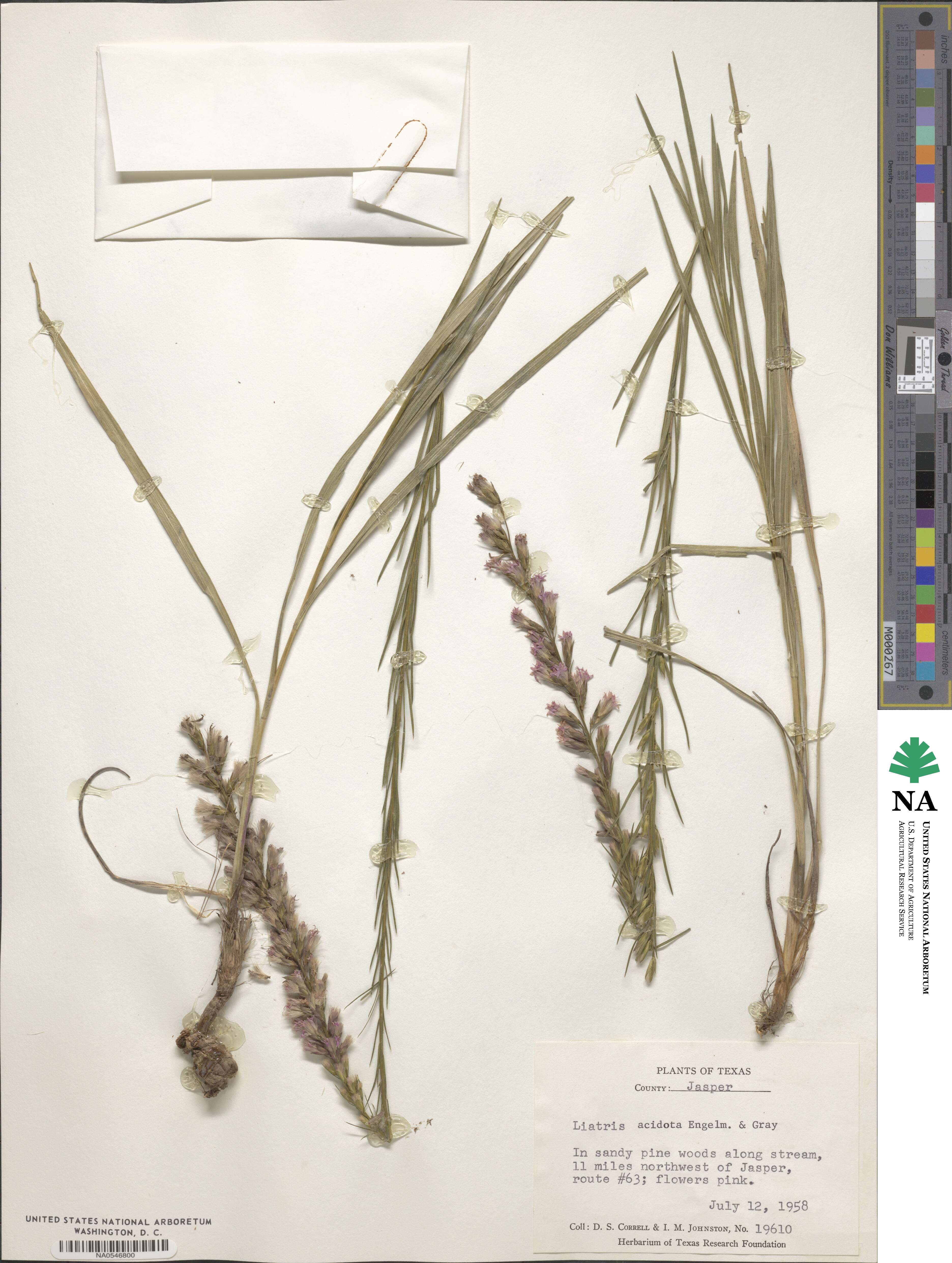 Liatris acidota image