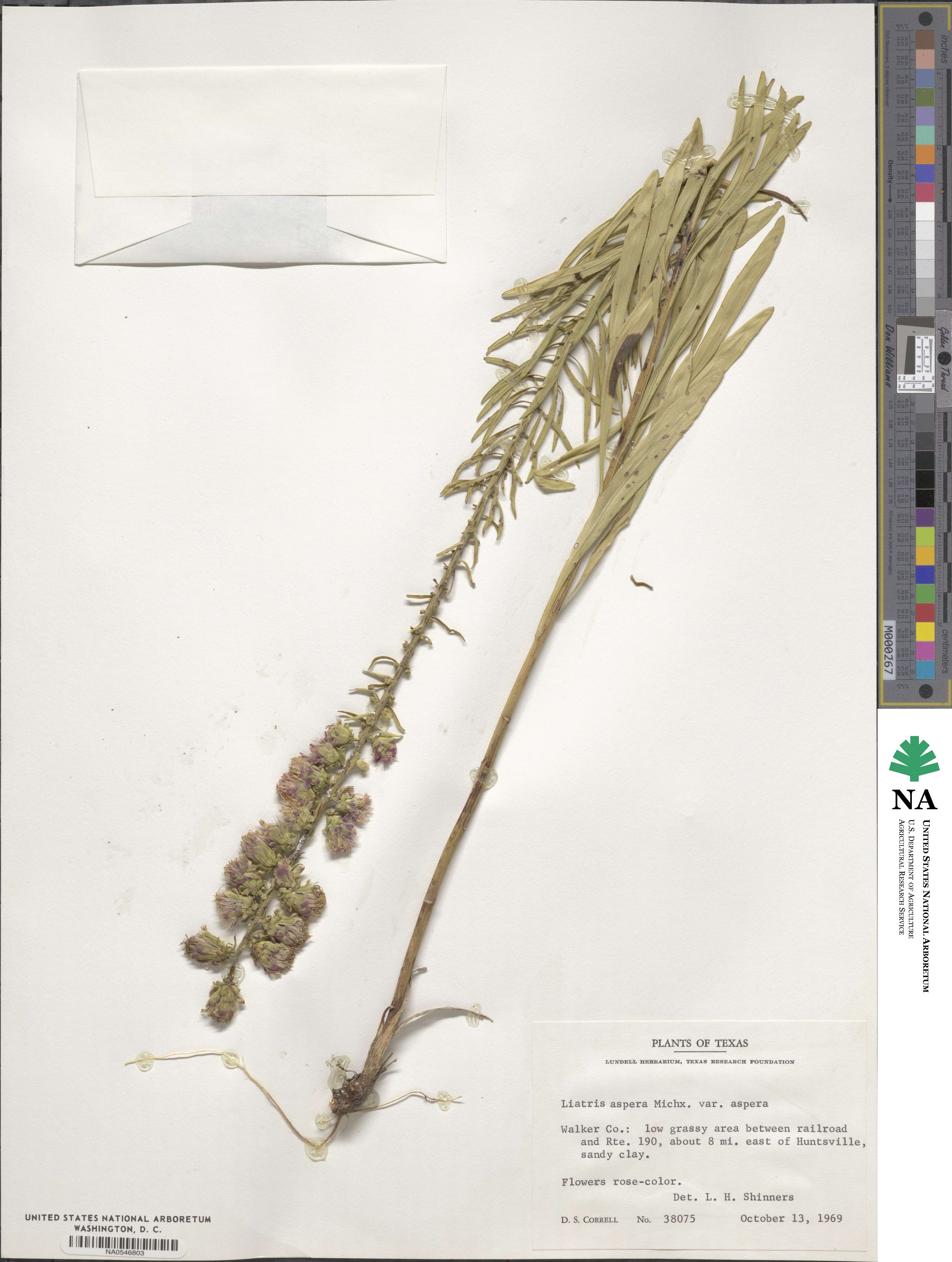 Liatris aspera image