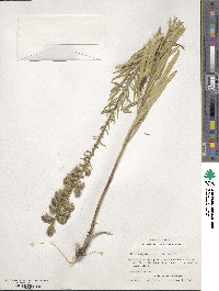 Liatris aspera image