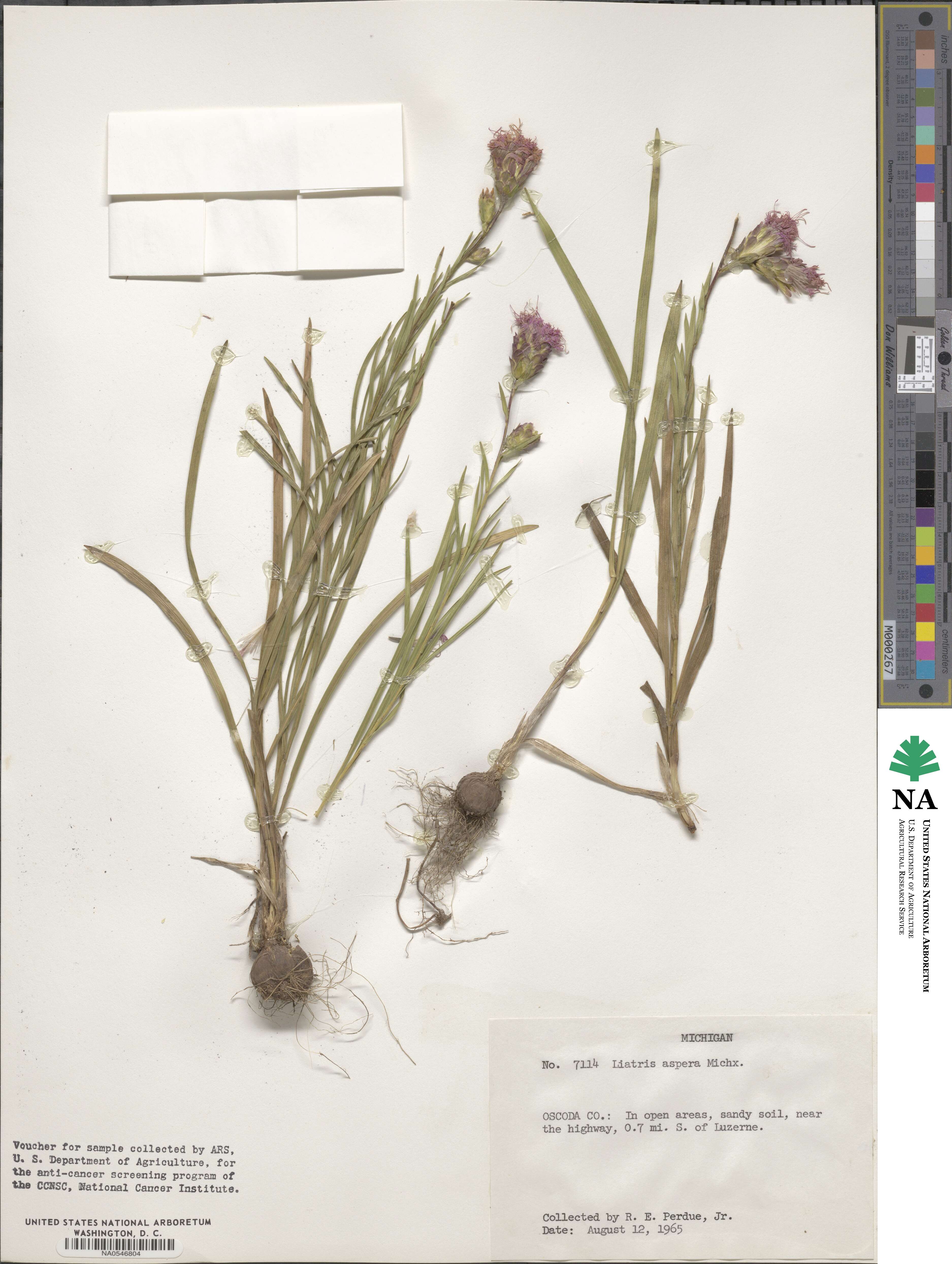 Liatris aspera image