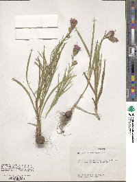 Liatris aspera image