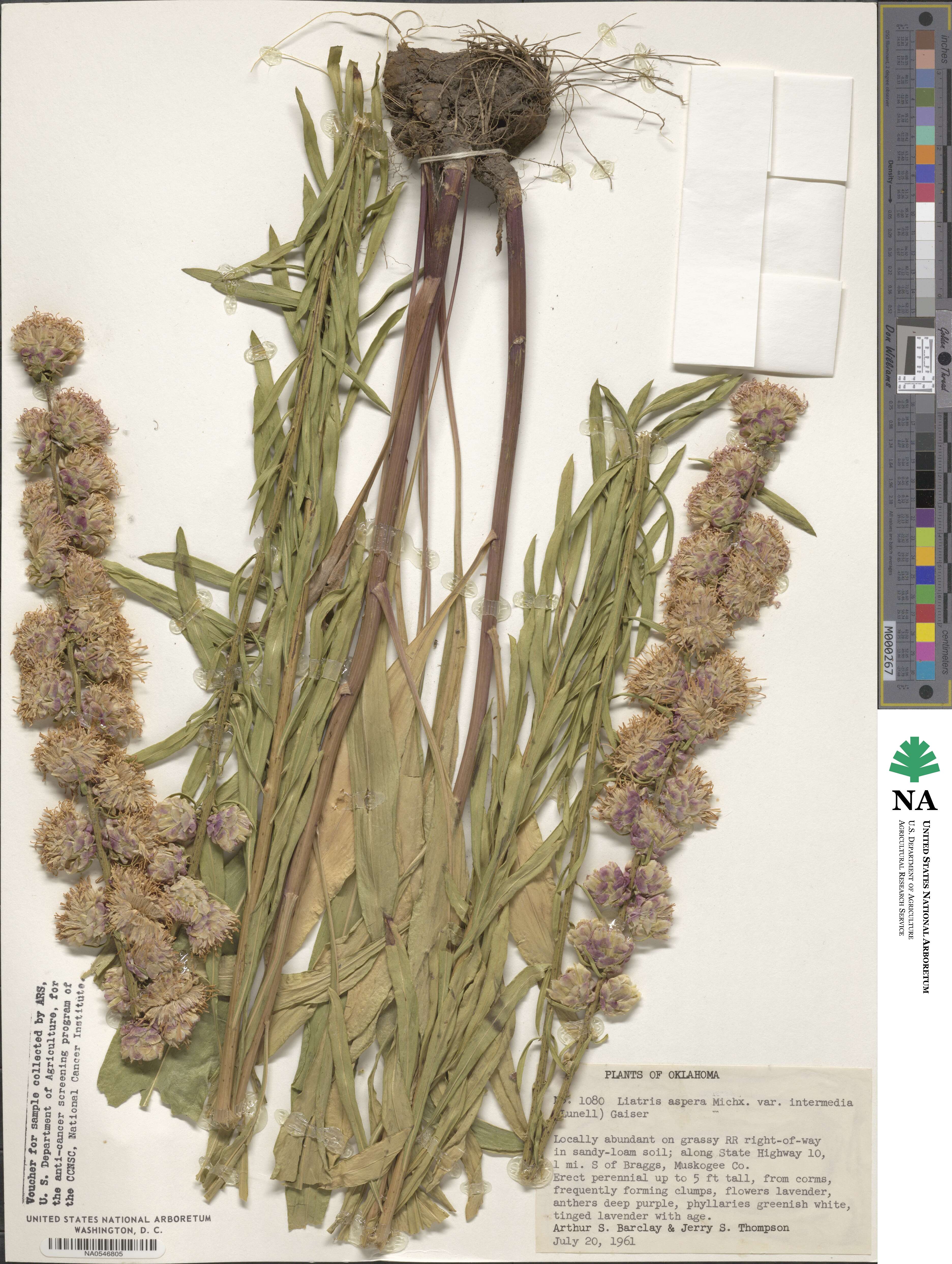 Liatris aspera image