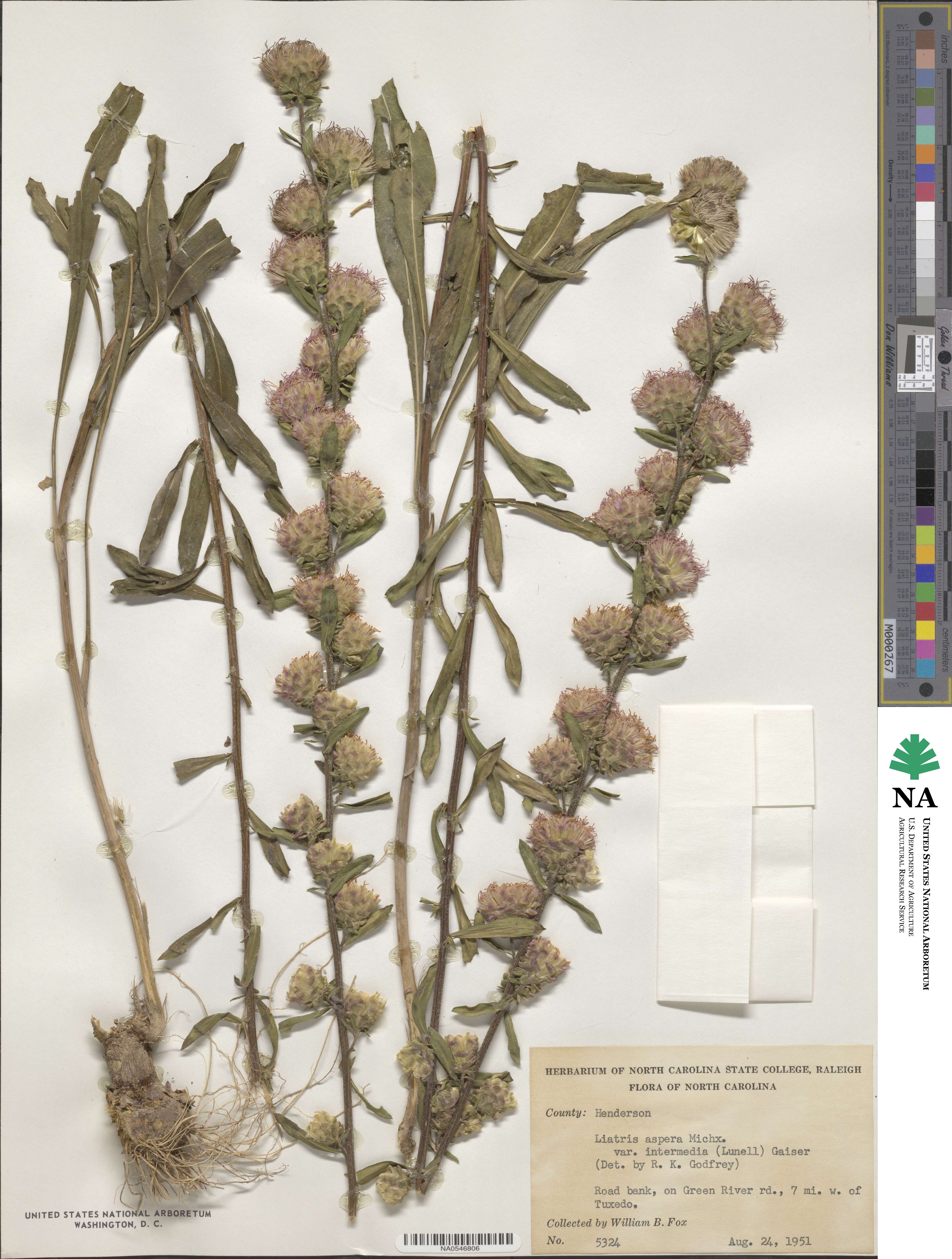 Liatris aspera image