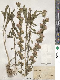 Liatris aspera image