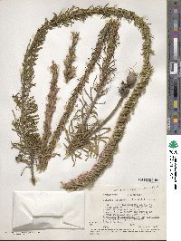 Liatris chapmanii image