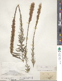 Liatris chapmanii image