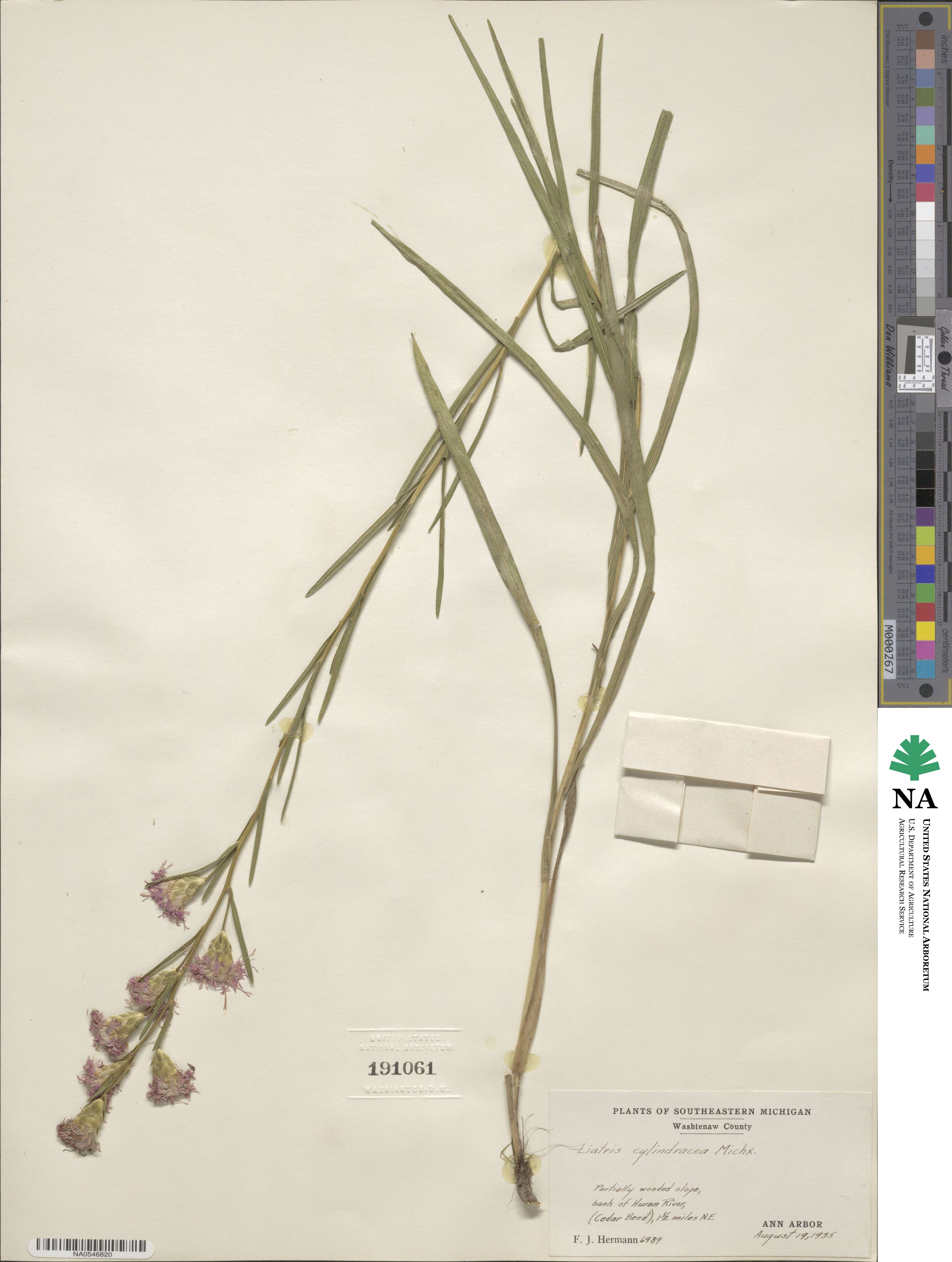 Liatris cylindracea image