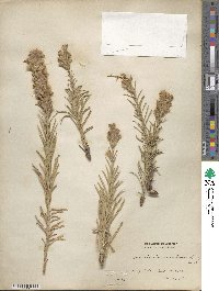 Liatris punctata image