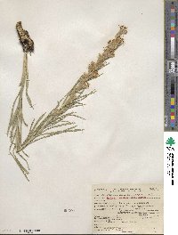 Liatris punctata image