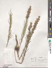 Liatris punctata image