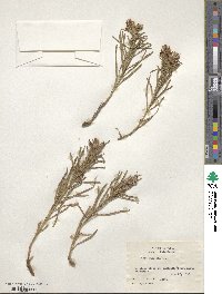 Liatris punctata image