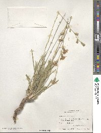 Liatris punctata image