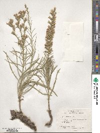 Liatris punctata image