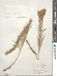 Liatris punctata image