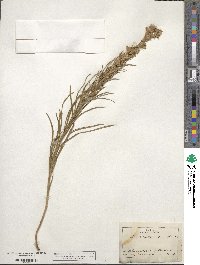 Liatris punctata image