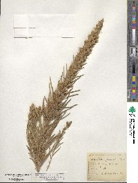 Liatris punctata image