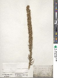 Liatris punctata image