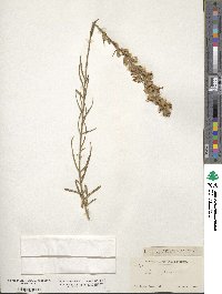 Liatris punctata image