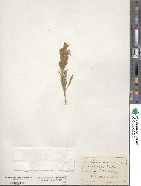 Liatris punctata image