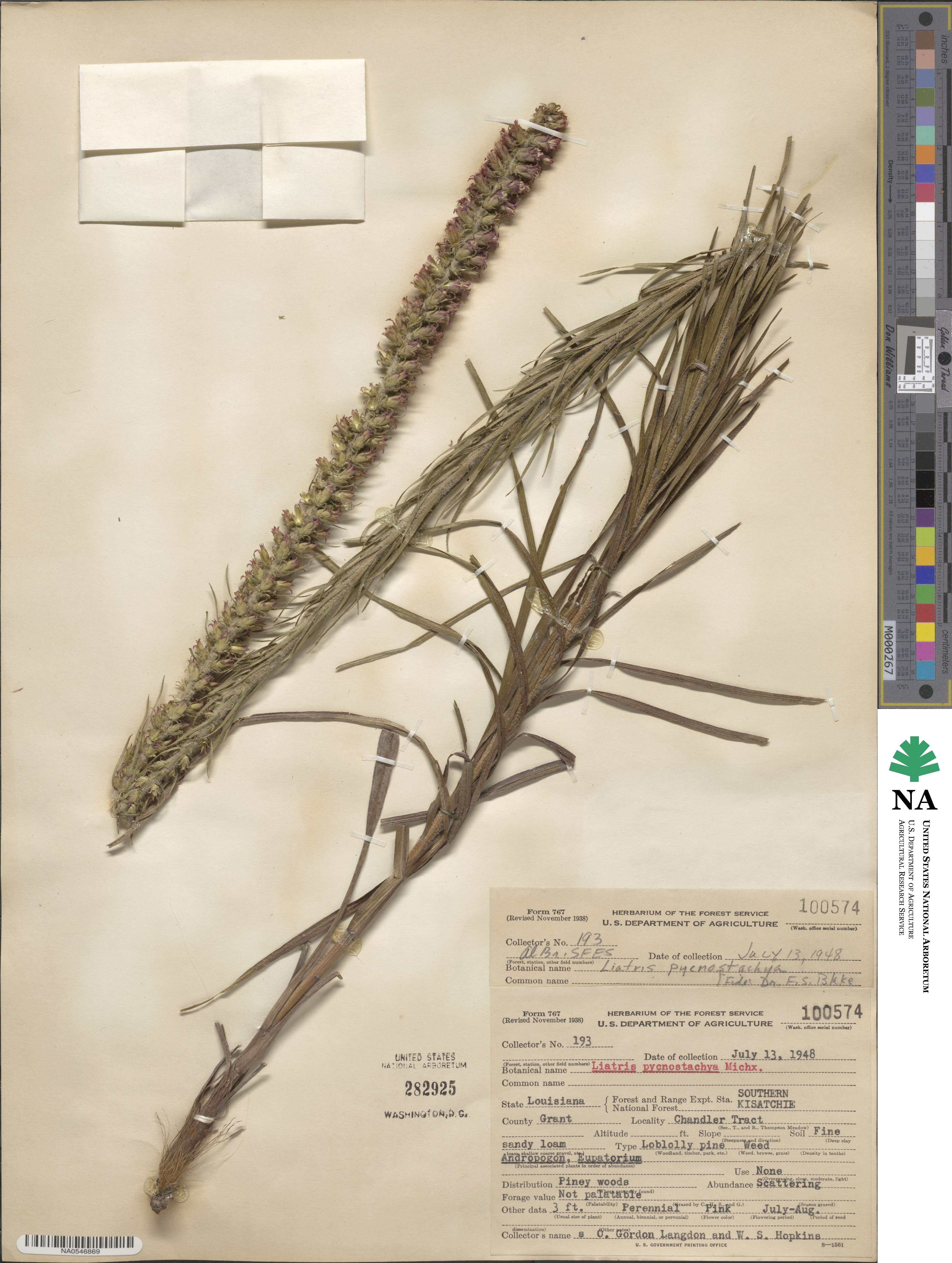 Liatris pycnostachya image