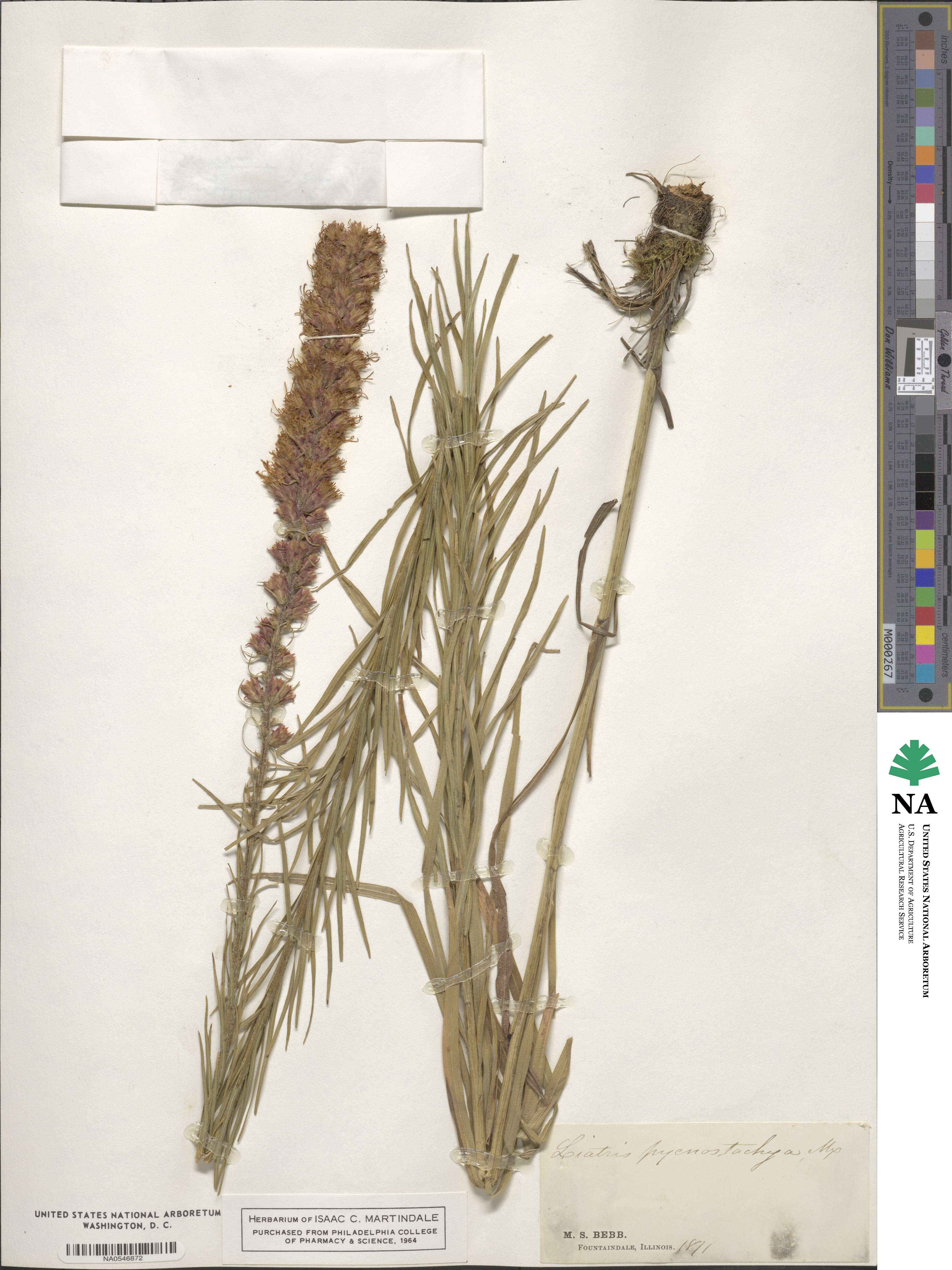 Liatris pycnostachya image