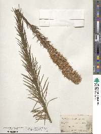 Liatris pycnostachya image