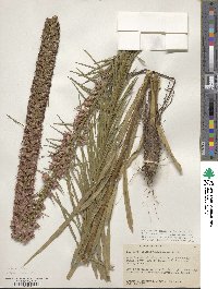 Liatris pycnostachya image