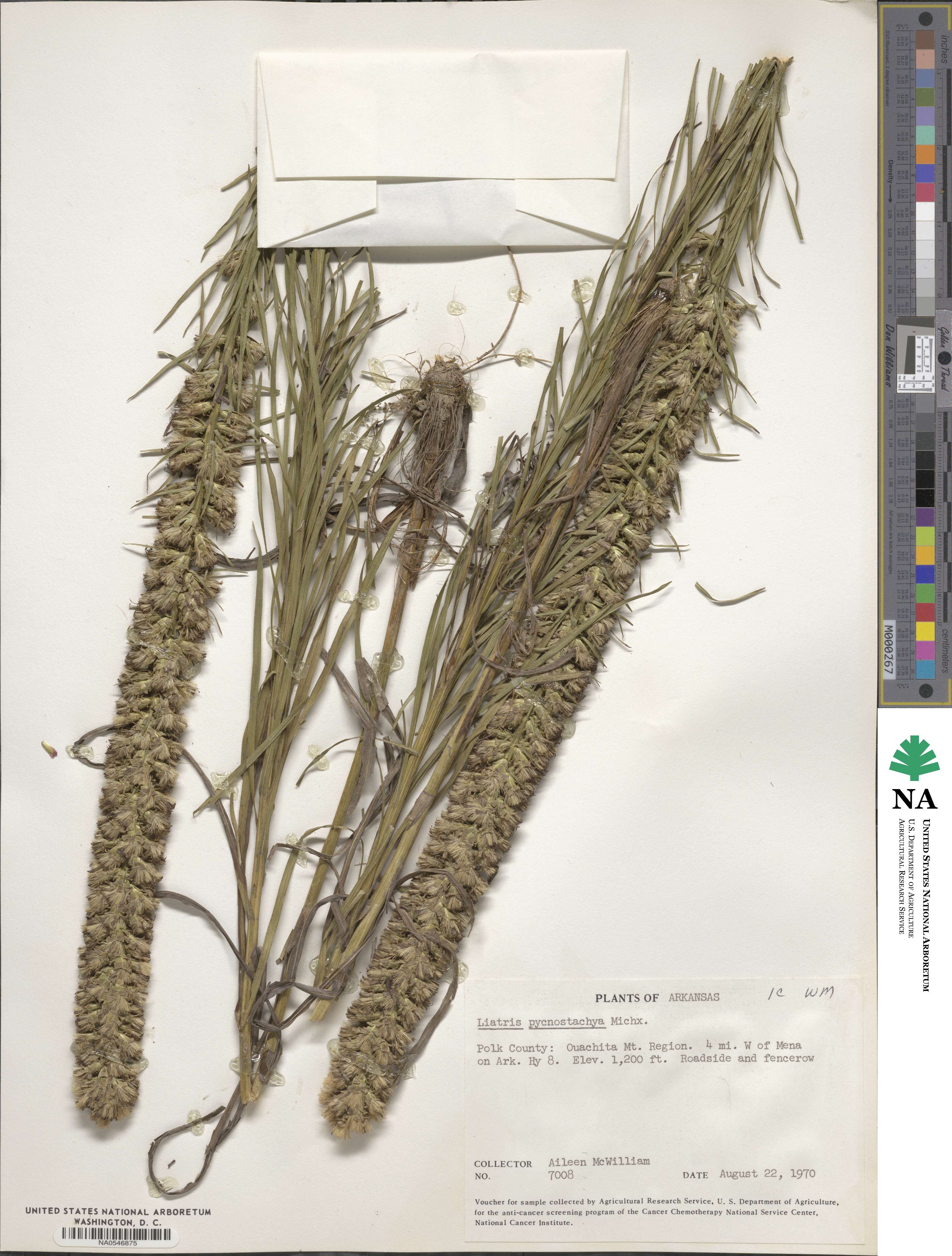 Liatris pycnostachya image