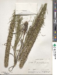 Liatris pycnostachya image