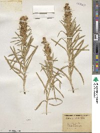 Liatris punctata image