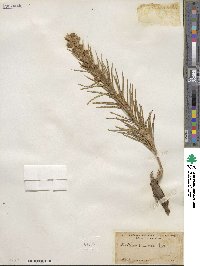 Liatris punctata image