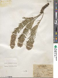 Liatris punctata image