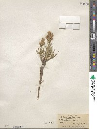 Liatris punctata image