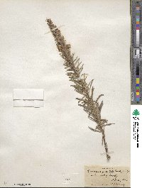 Liatris punctata image