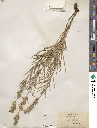 Liatris punctata image