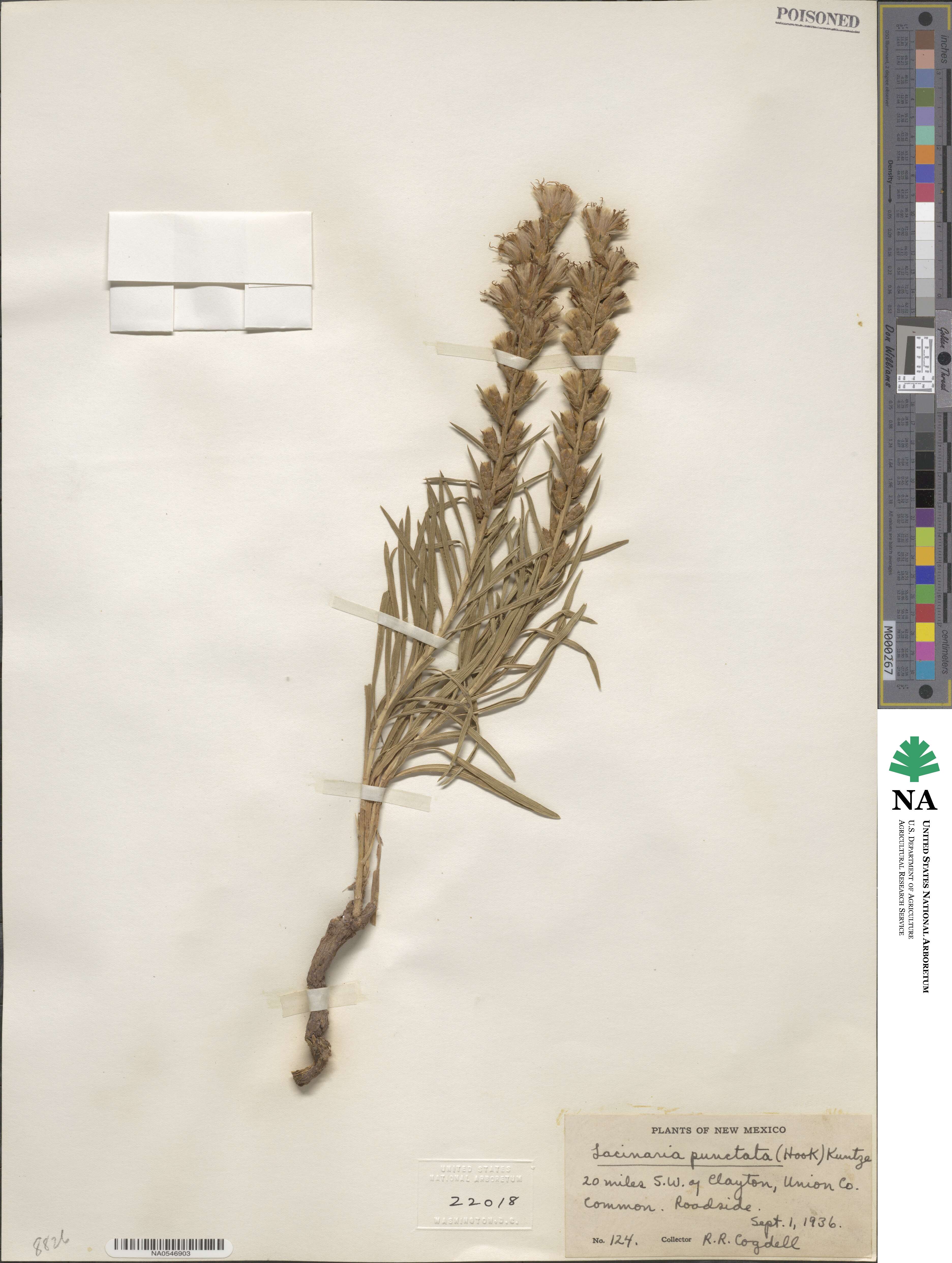 Liatris punctata image