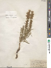 Liatris punctata image