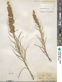 Liatris punctata image