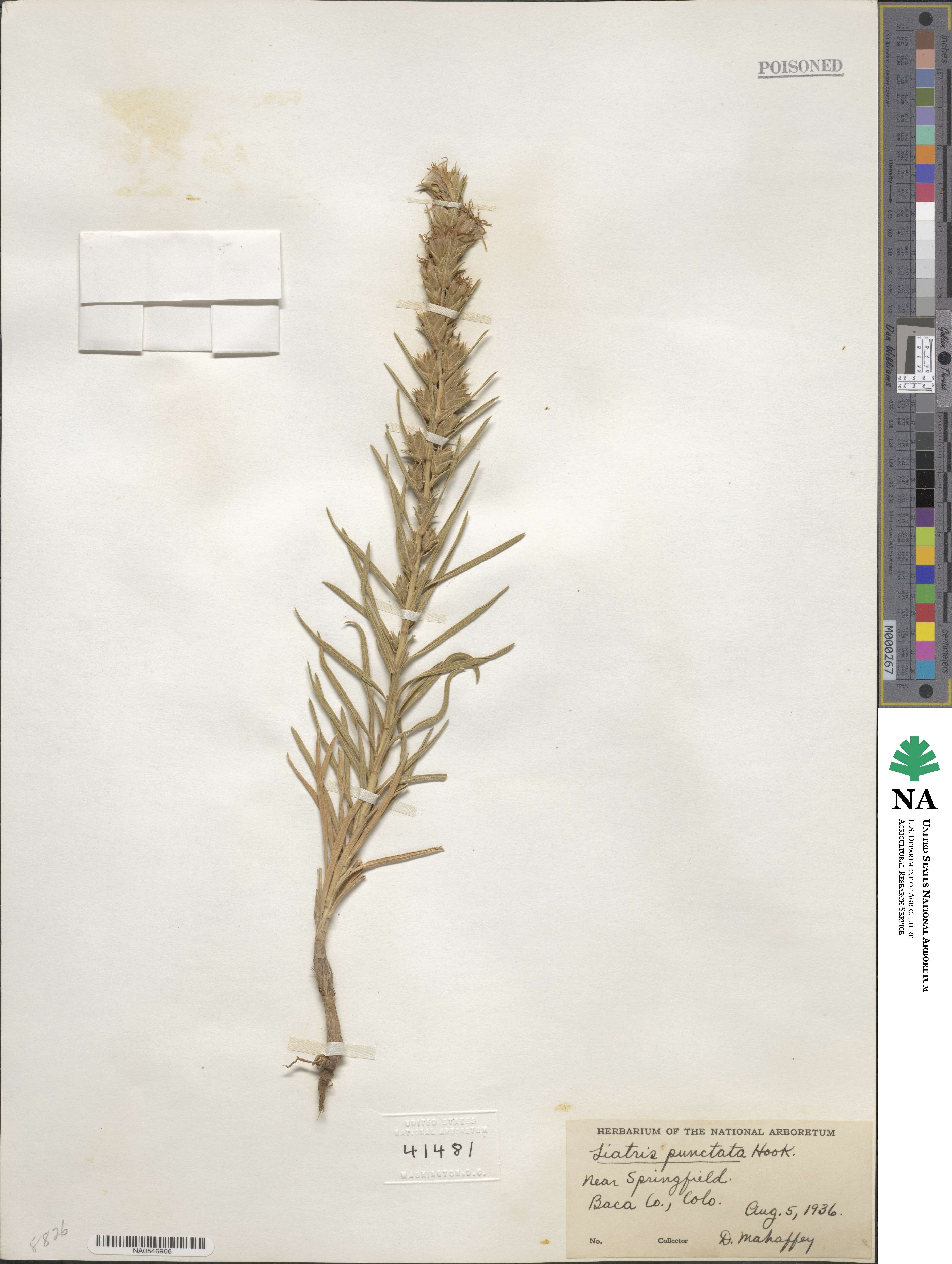 Liatris punctata image