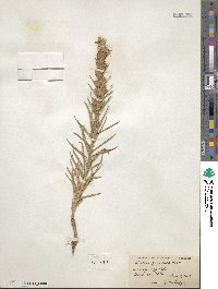 Liatris punctata image