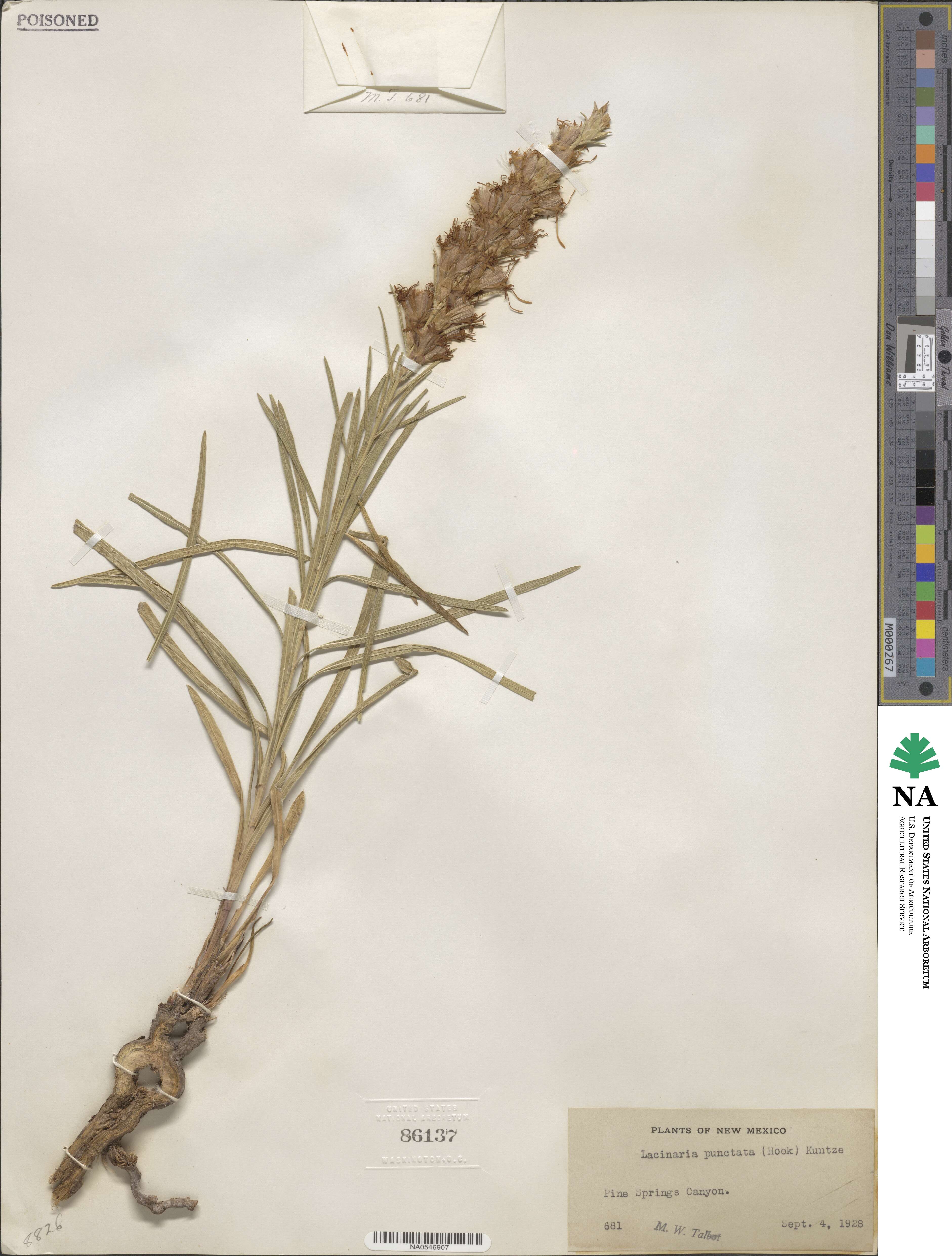 Liatris punctata image