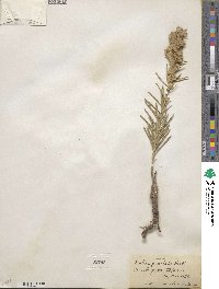 Liatris punctata image