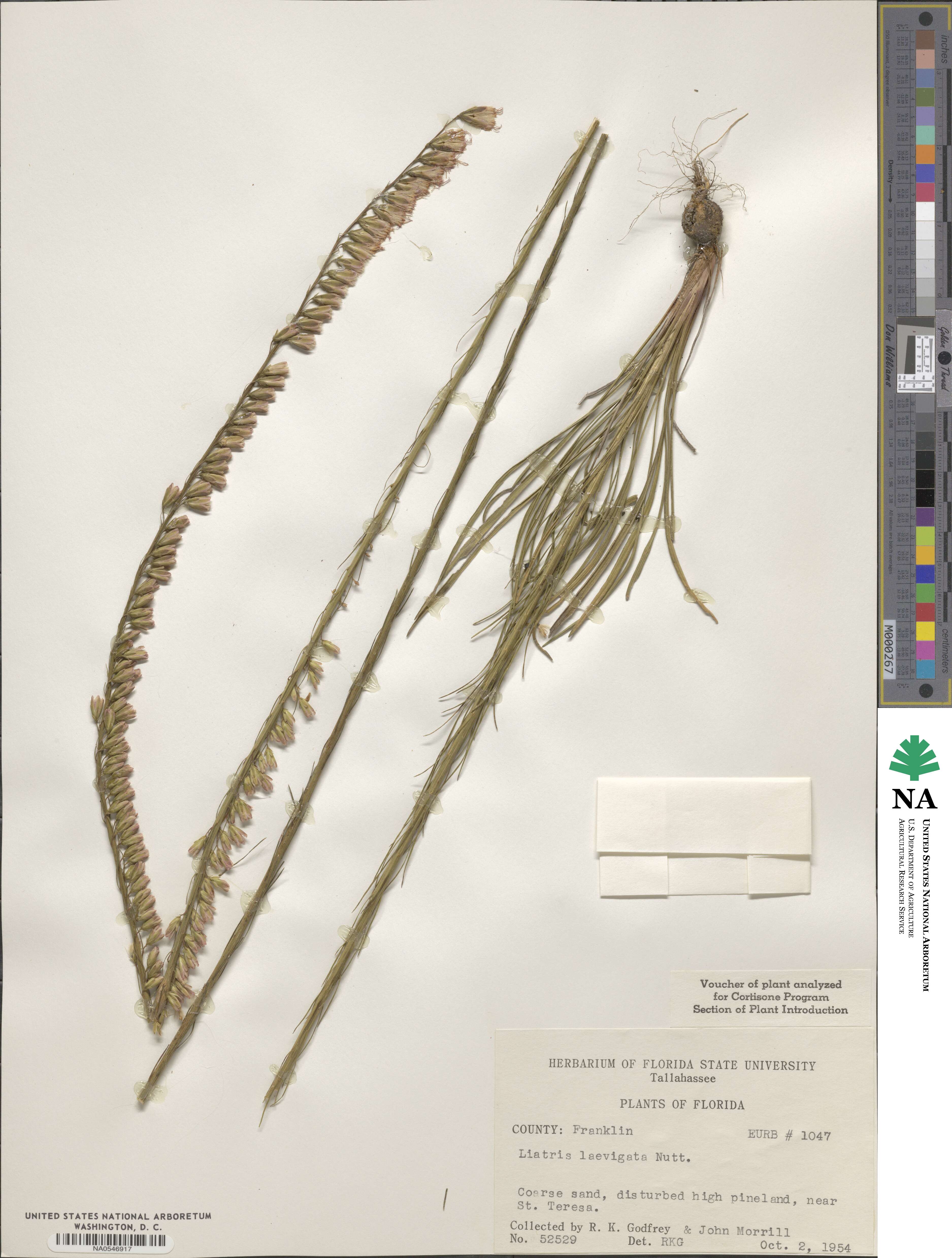 Liatris laevigata image