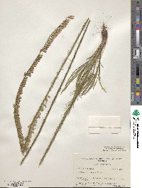 Liatris laevigata image