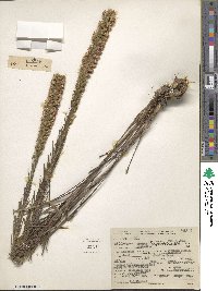 Liatris pycnostachya image