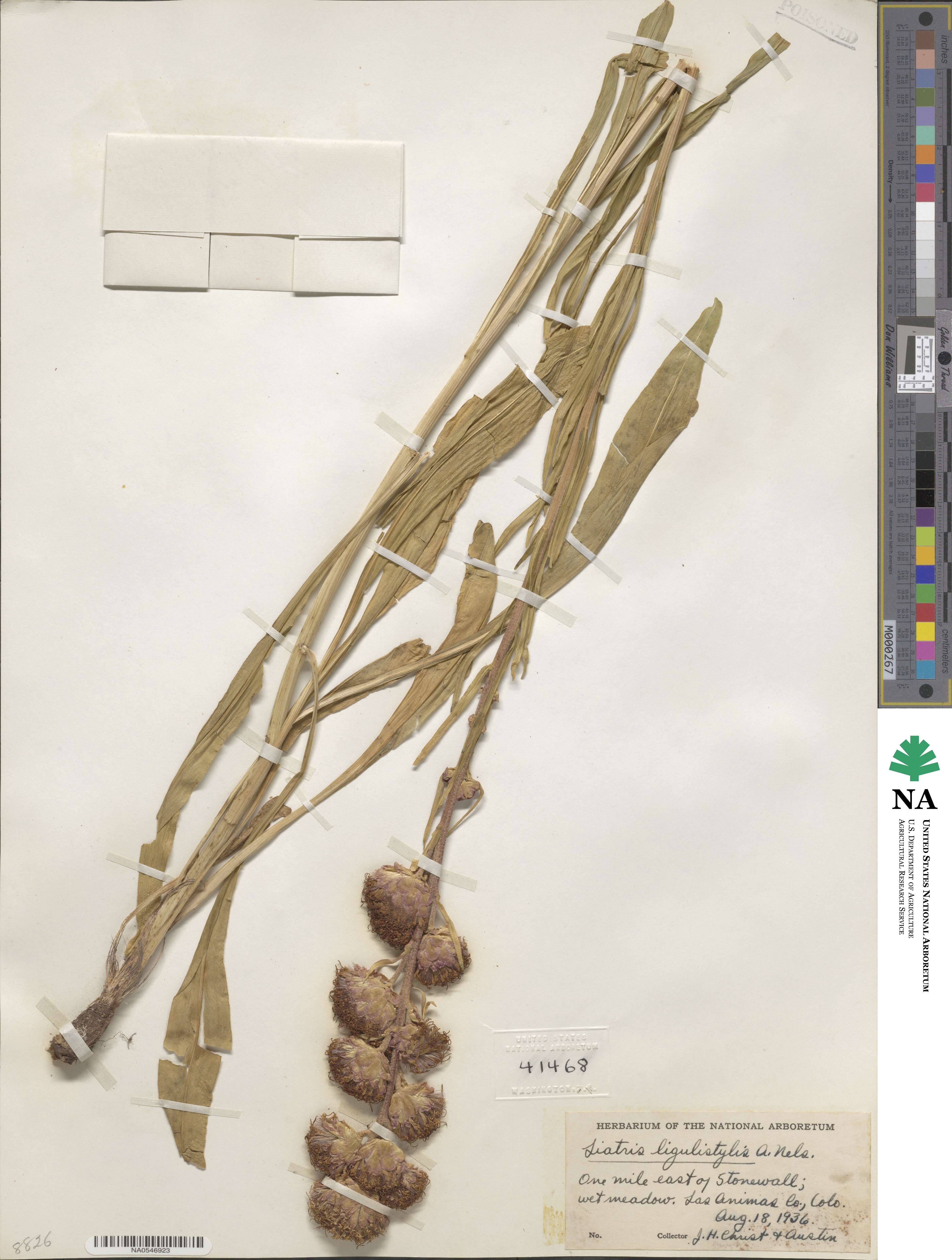 Liatris ligulistylis image