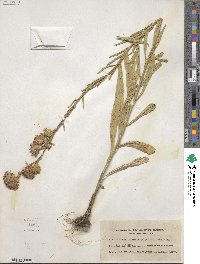 Liatris ligulistylis image